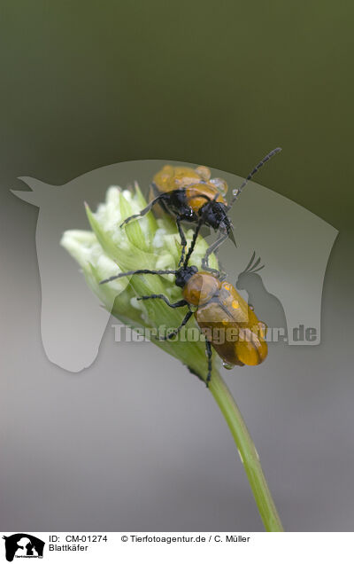 Blattkfer / leaf beetle / CM-01274