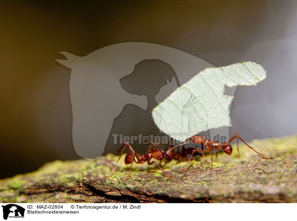 Blattschneiderameisen / leaf-cutting ants / MAZ-02804
