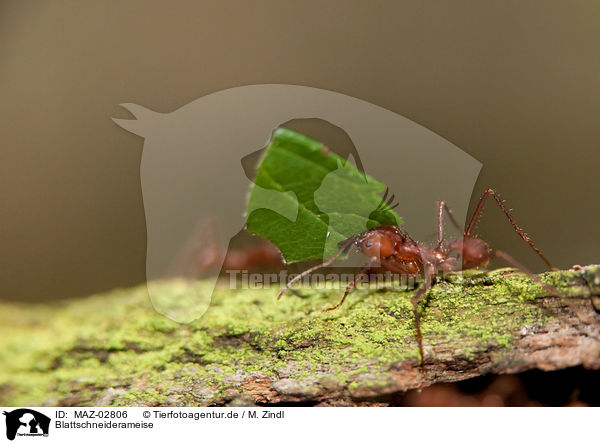 Blattschneiderameise / leaf-cutting ant / MAZ-02806