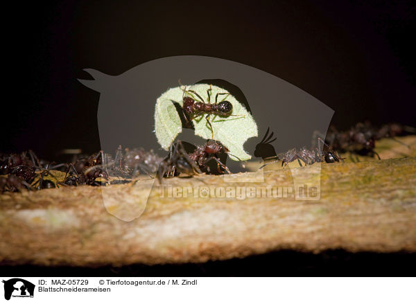 Blattschneiderameisen / Leaf-cutting Ants / MAZ-05729
