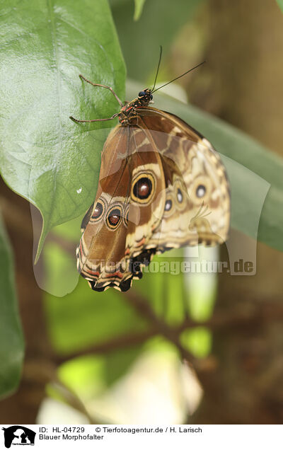 Blauer Morphofalter / common morpho / HL-04729