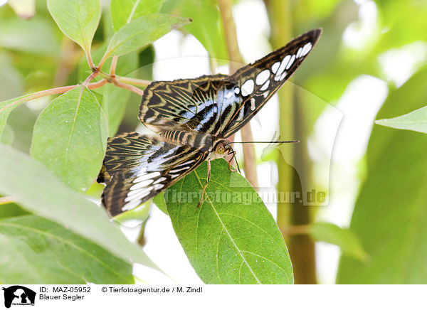 Blauer Segler / Clipper Butterfly / MAZ-05952