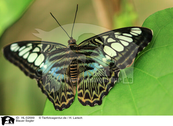 Blauer Segler / Clipper Butterfly / HL-02689
