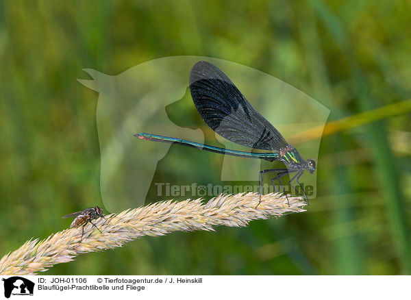 Blauflgel-Prachtlibelle und Fliege / JOH-01106