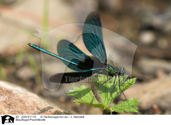 Blauflgel-Prachtlibelle / beautiful demoiselle / JOH-01110