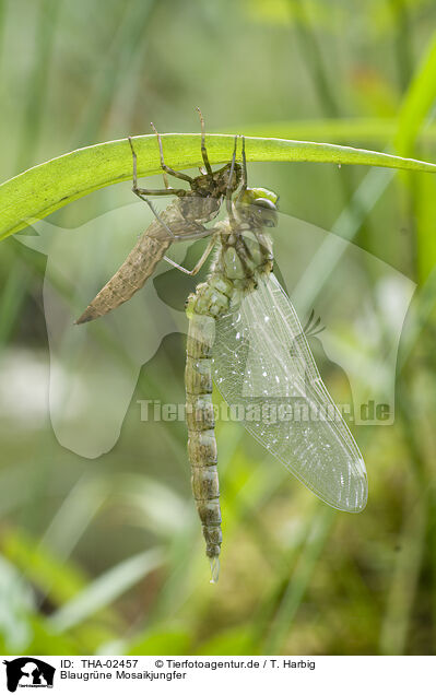 Blaugrne Mosaikjungfer / southern hawker / THA-02457