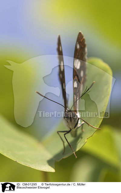 Blauschwarzer Eisvogel / butterfly / CM-01295