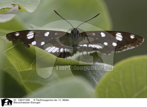 Blauschwarzer Eisvogel / butterfly / CM-01296