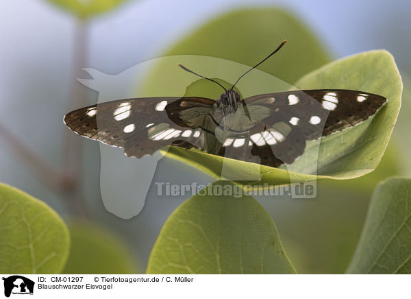 Blauschwarzer Eisvogel / butterfly / CM-01297