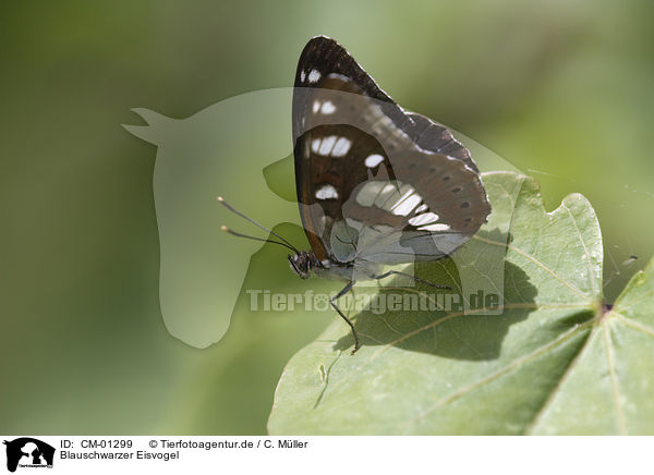 Blauschwarzer Eisvogel / butterfly / CM-01299