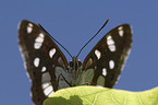 Blauschwarzer Eisvogel