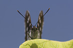 Blauschwarzer Eisvogel