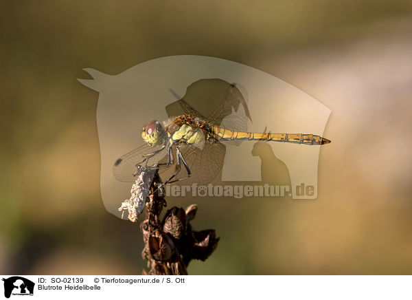 Blutrote Heidelibelle / ruddy darter / SO-02139