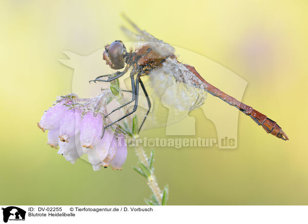Blutrote Heidelibelle / ruddy darter / DV-02255