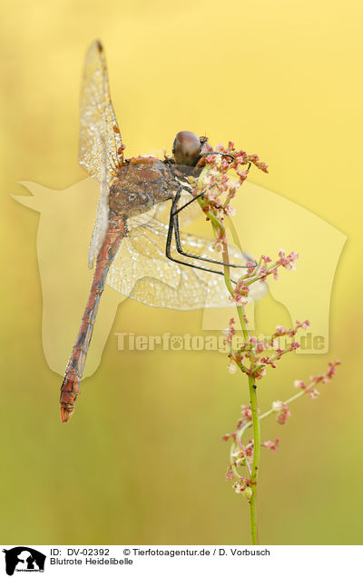 Blutrote Heidelibelle / ruddy darter / DV-02392