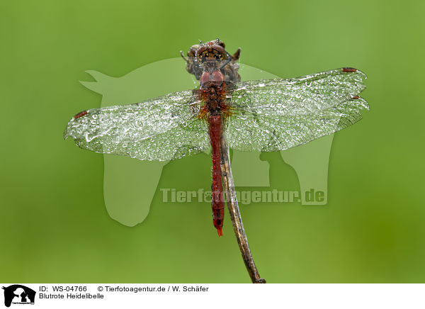 Blutrote Heidelibelle / ruddy darter / WS-04766