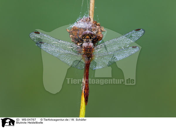 Blutrote Heidelibelle / ruddy darter / WS-04767