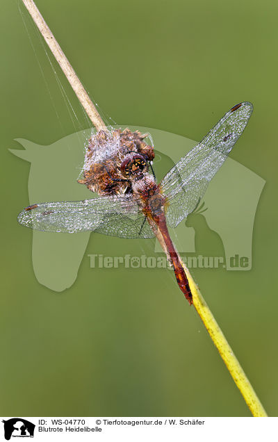 Blutrote Heidelibelle / ruddy darter / WS-04770