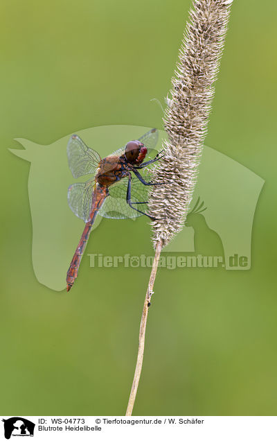 Blutrote Heidelibelle / ruddy darter / WS-04773