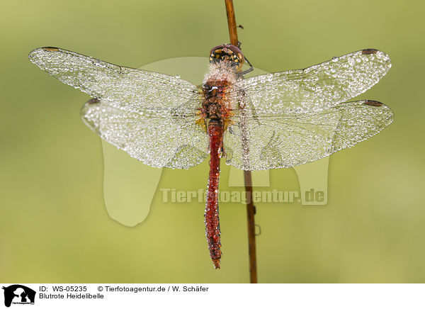 Blutrote Heidelibelle / ruddy darter / WS-05235