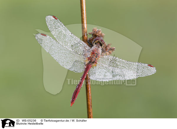 Blutrote Heidelibelle / ruddy darter / WS-05236