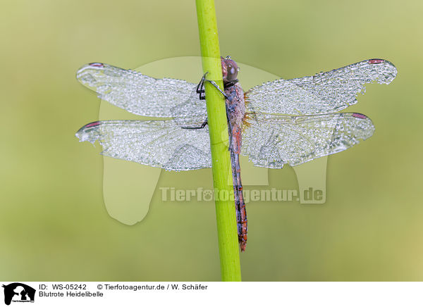 Blutrote Heidelibelle / ruddy darter / WS-05242