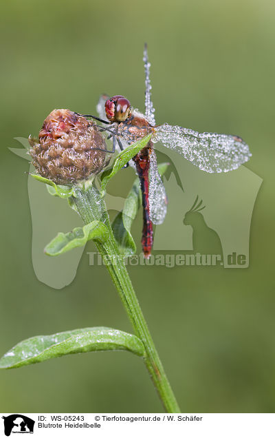 Blutrote Heidelibelle / ruddy darter / WS-05243