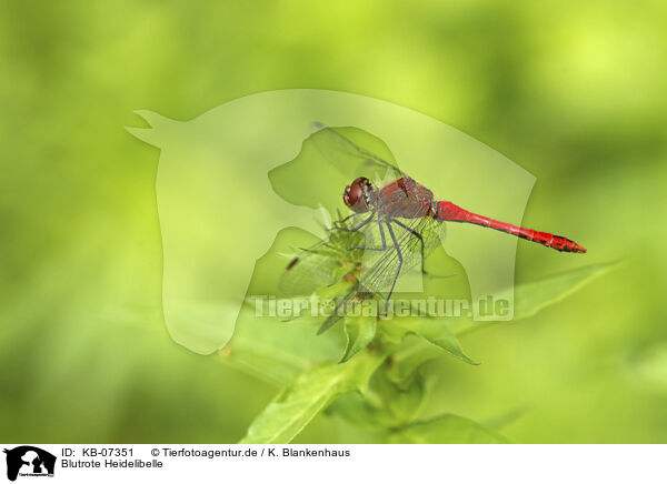 Blutrote Heidelibelle / ruddy darter / KB-07351