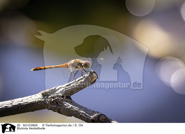 Blutrote Heidelibelle / ruddy darter / SO-03869