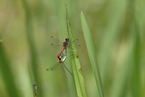 Blutrote Heidelibelle