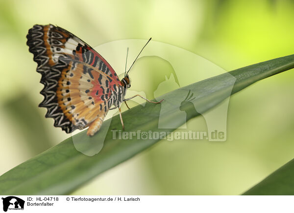 Bortenfalter / Red Lacewing / HL-04718