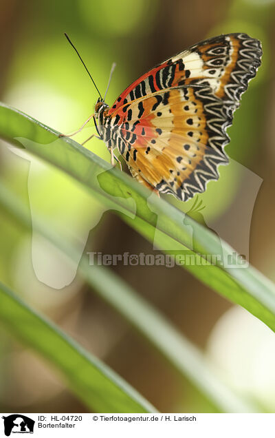 Bortenfalter / Red Lacewing / HL-04720