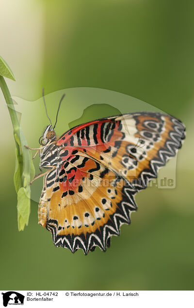 Bortenfalter / Red Lacewing / HL-04742