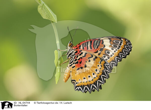 Bortenfalter / Red Lacewing / HL-04744