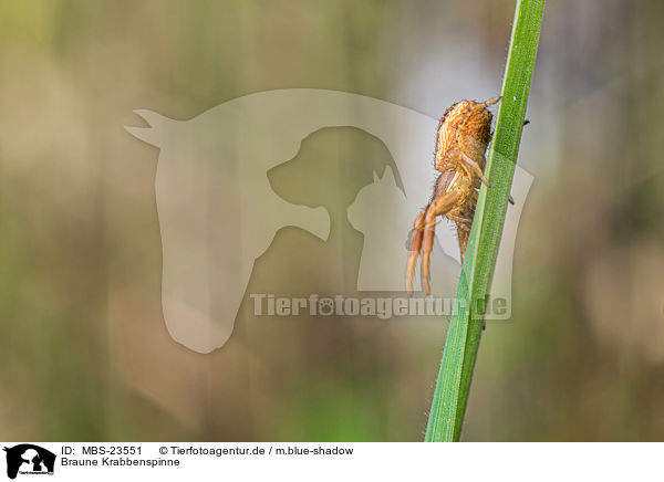 Braune Krabbenspinne / common crab spider / MBS-23551