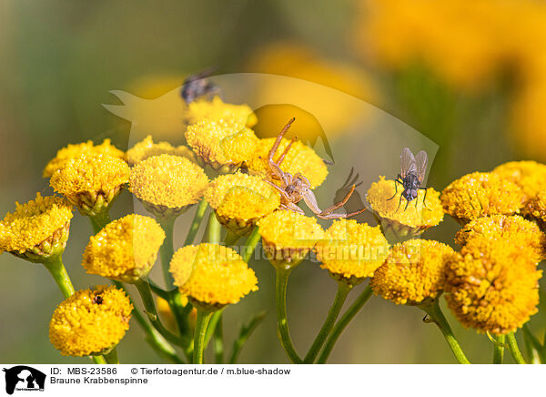 Braune Krabbenspinne / common crab spider / MBS-23586