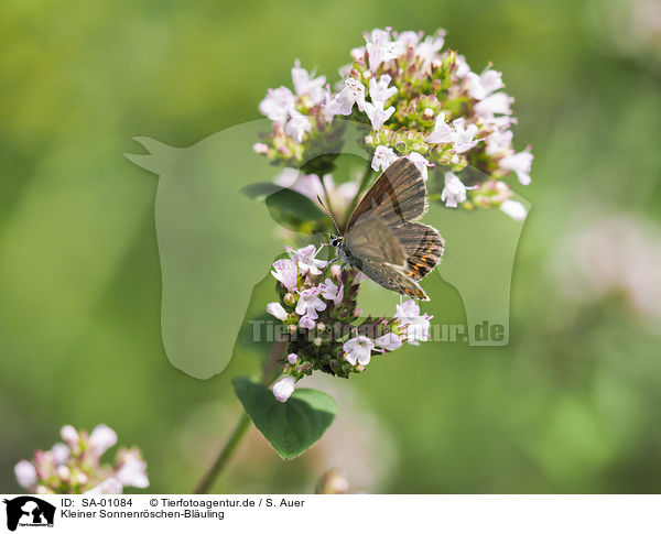 Kleiner Sonnenrschen-Bluling / Brown Argus / SA-01084