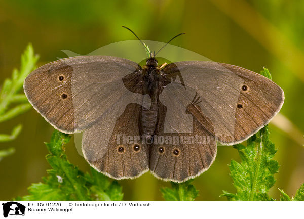 Brauner Waldvogel / butterfly / DV-01226