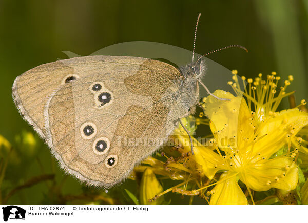Brauner Waldvogel / brown butterfly / THA-02874