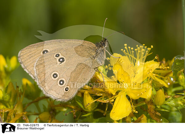Brauner Waldvogel / brown butterfly / THA-02875