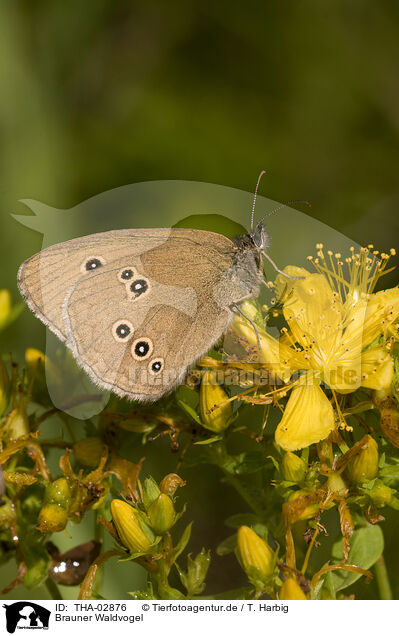Brauner Waldvogel / brown butterfly / THA-02876