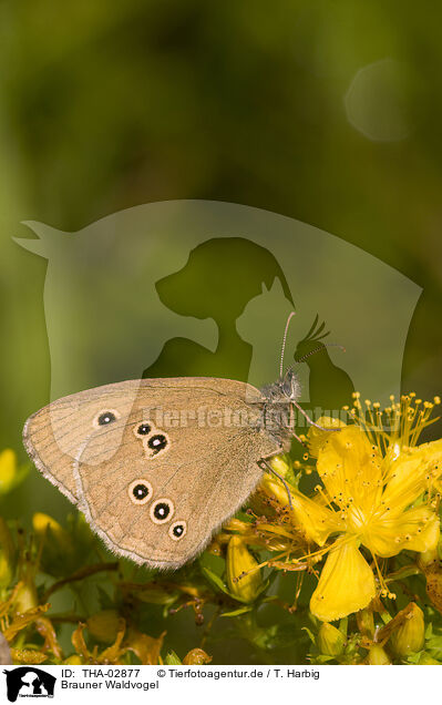 Brauner Waldvogel / brown butterfly / THA-02877