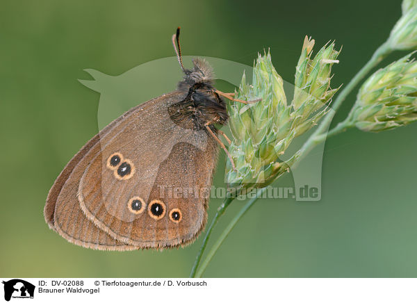 Brauner Waldvogel / brown butterfly / DV-02088