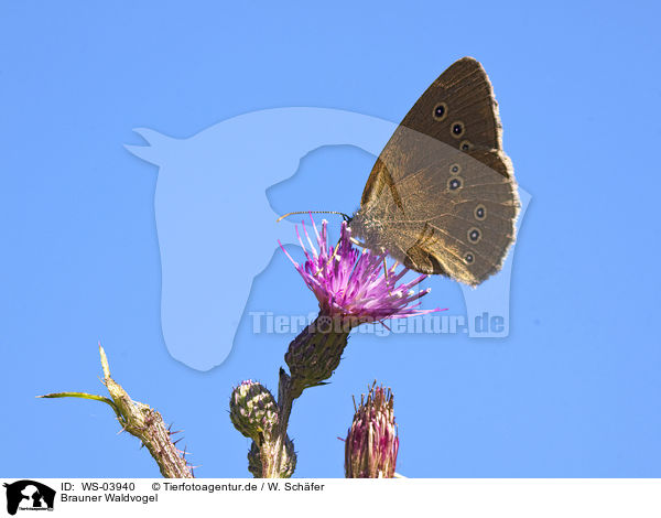 Brauner Waldvogel / brush-footed butterfly / WS-03940