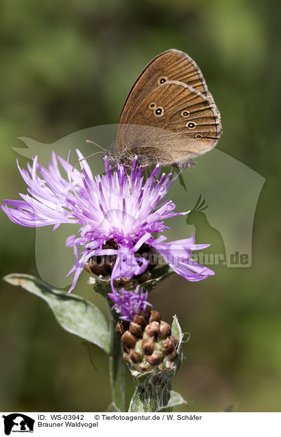 Brauner Waldvogel / brush-footed butterfly / WS-03942