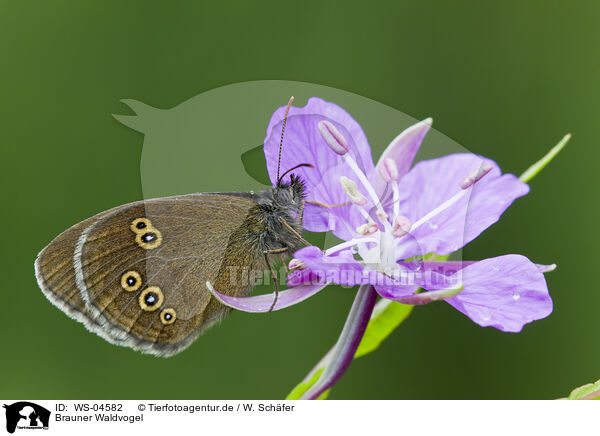 Brauner Waldvogel / brush-footed butterfly / WS-04582
