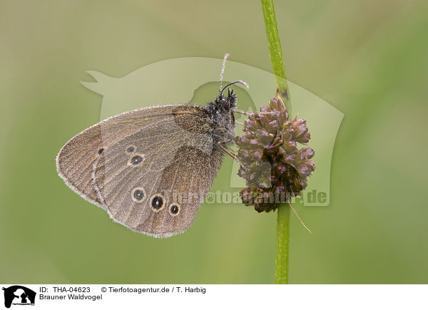 Brauner Waldvogel / brush-footed butterfly / THA-04623