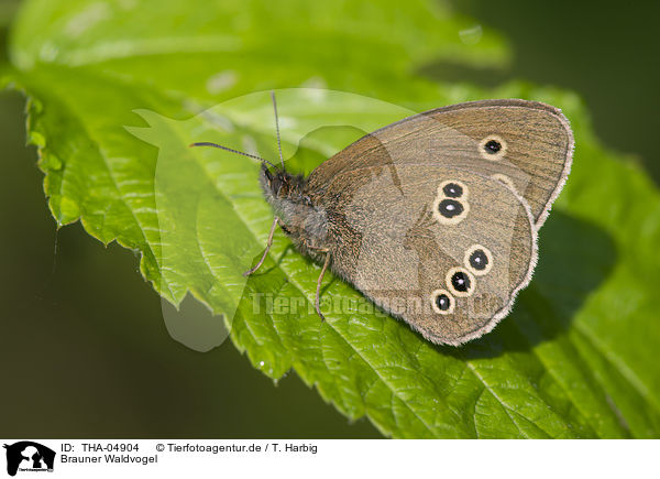 Brauner Waldvogel / brush-footed butterfly / THA-04904
