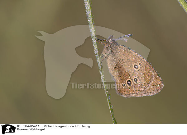 Brauner Waldvogel / ringlet butterfly / THA-05411