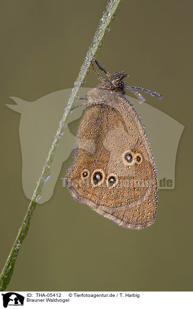 Brauner Waldvogel / ringlet butterfly / THA-05412